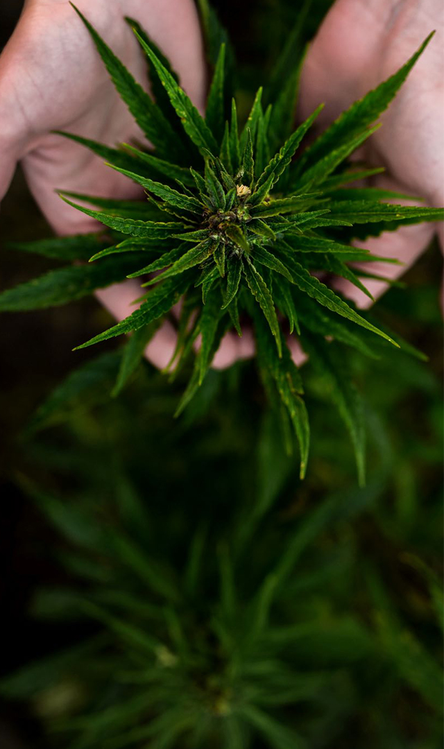 Black Friday CBD