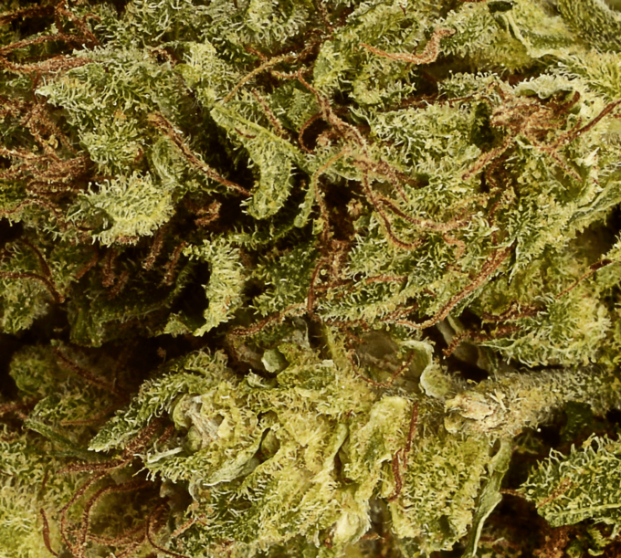 Tomhemps_Aromablueten_gangkush_closeup_Desktop_Detail_HD_1780x1600