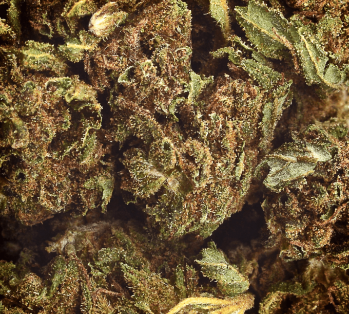 Tomhemps_Aromablueten_maryjane_closeup_Desktop_Detail_HD_1780x1600