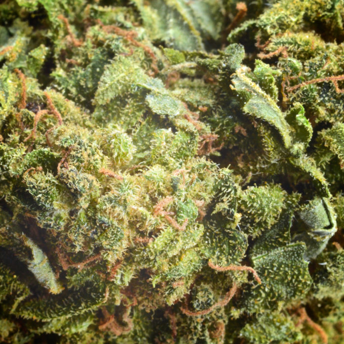 Aroma Flower Tom Hemps Alien Haze by Tom Hemp’s CBD Shop Berlin