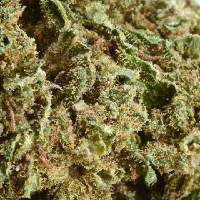 Aroma Flower Tom Hemps Gelato 361 by Tom Hemp’s CBD Shop Berlin