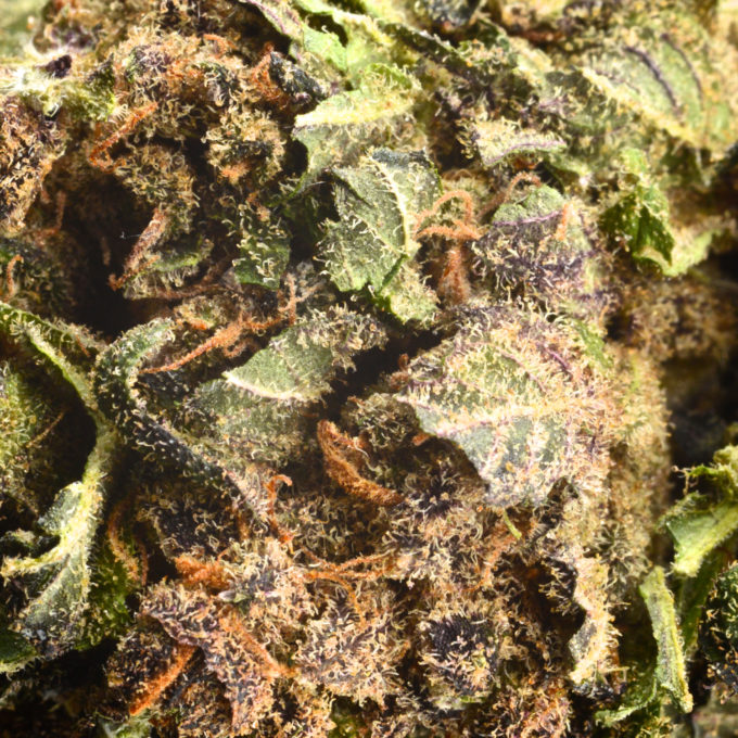 Aroma Flower Tom Hemps Girl Scout Cookie by Tom Hemp’s CBD Shop Berlin
