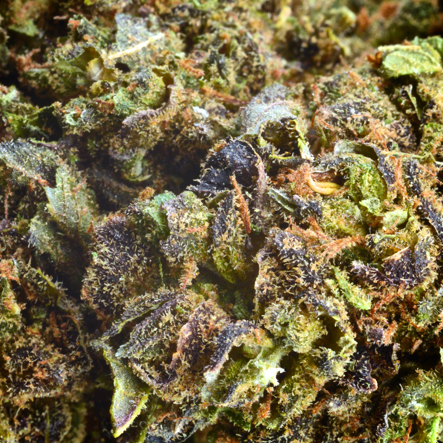 Aroma Flower Tom Hemps Northern Lights by Tom Hemp's CBD Shop Berlin