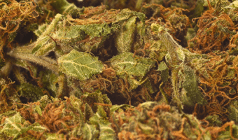 CBD Hanfblüten in natürlicher Form