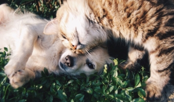 L’huile de CBD pour les animaux