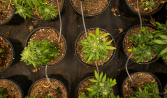 Crystalweed Cannabis M3pczwgjlni Unsplash (1)