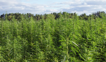 Hemp cultivation