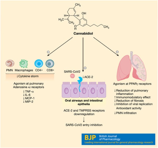 Cbd Covid Graph