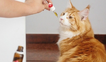 CBD Oil for cats