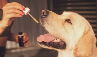 Aceite de CBD para perros