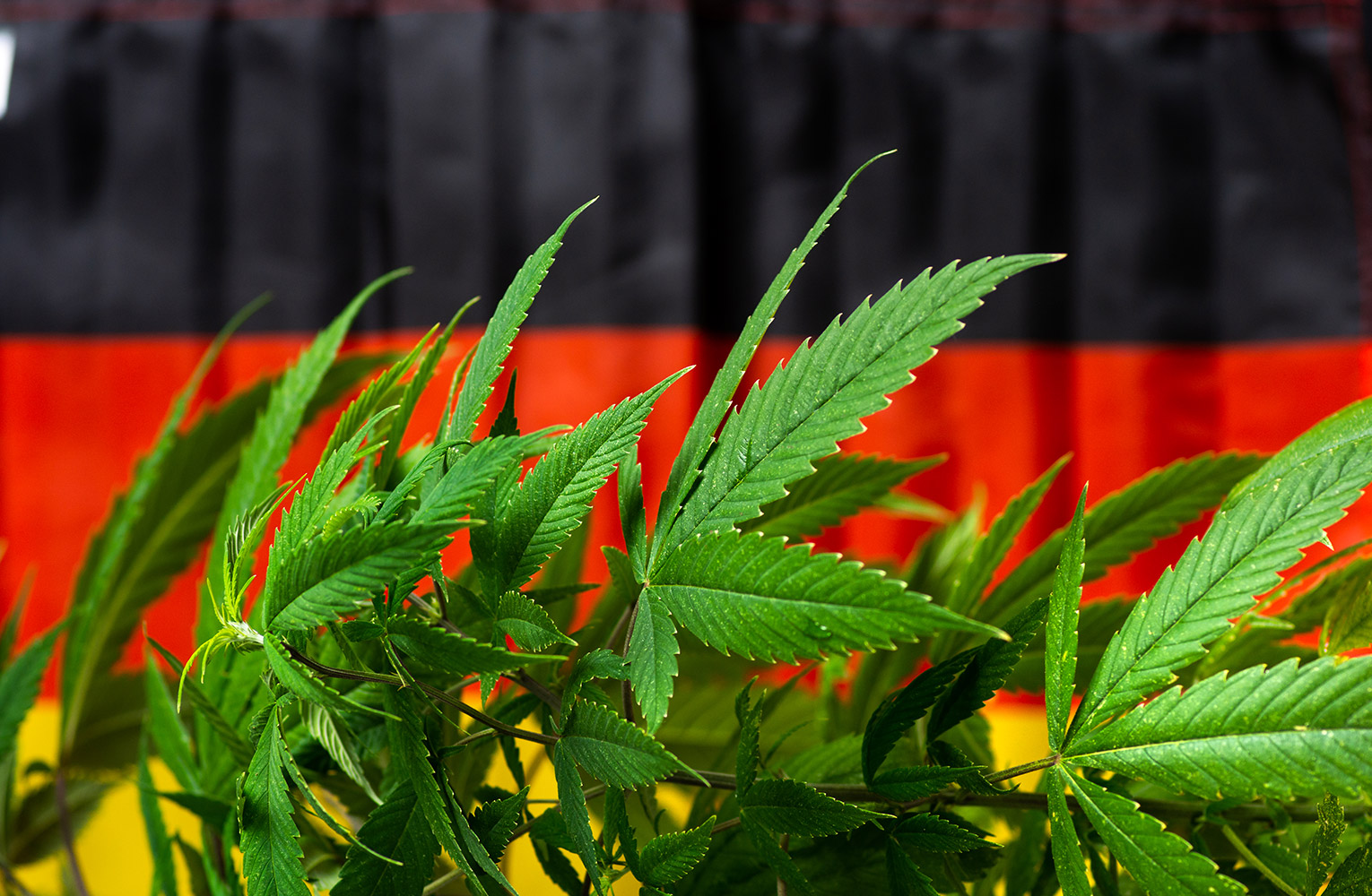 Deutschland Auf Dem Weg Zur Cannabis Legalisierung