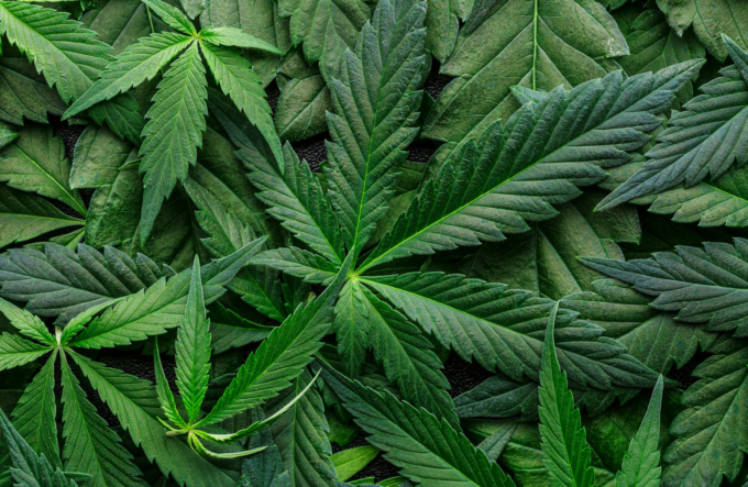 Faits sur les fleurs : Comment les fleurs de CBD parviennent jusqu’à toi