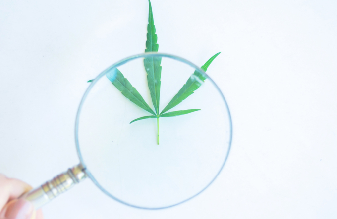 TETRAHYDROCANNABINOL – Das Who is Who der Cannabispflanze