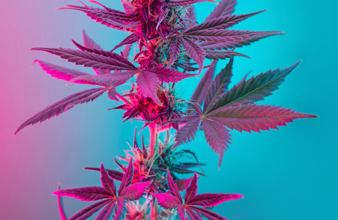 Status: Offiziell Legalisiert – Luxemburg führt Cannabisgesetz Ein