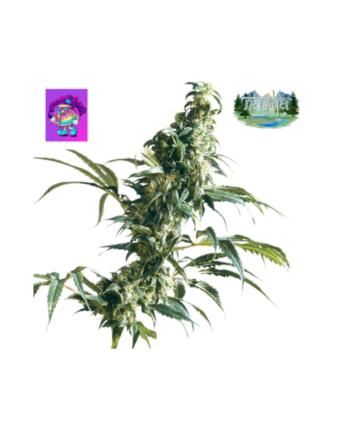 Creamruntzstrain