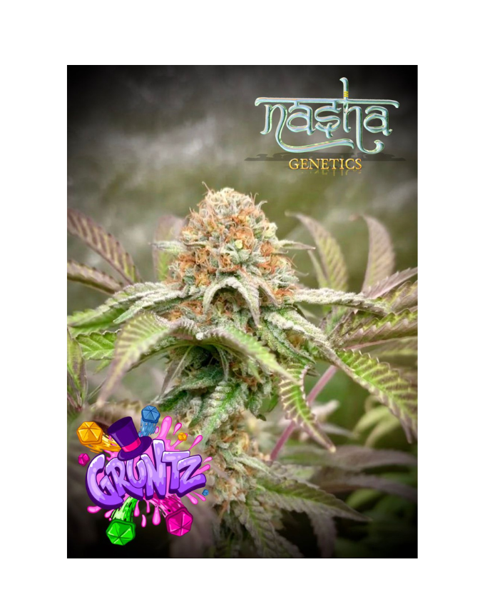 Gruntz2.0strain