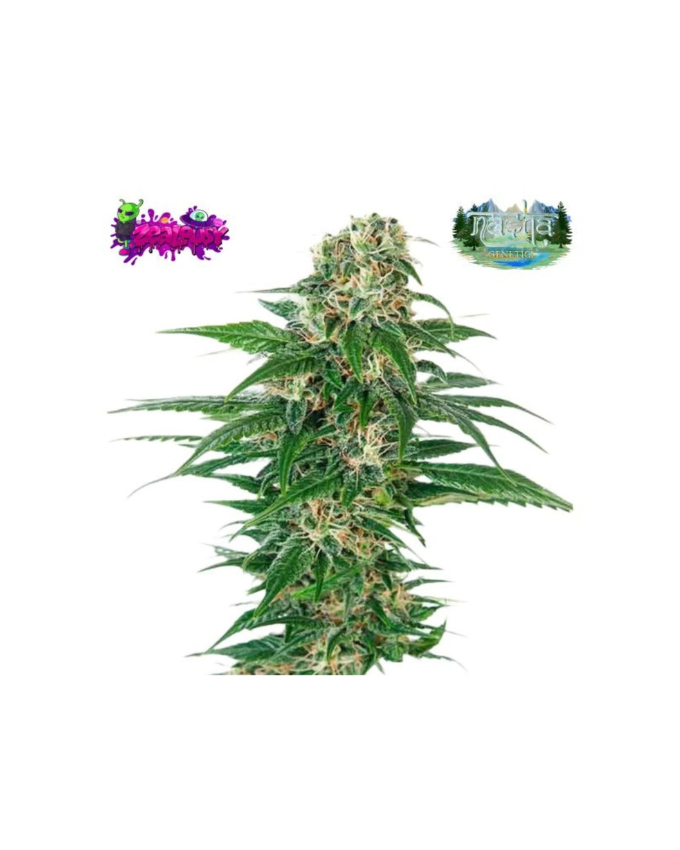 Zealousy strain