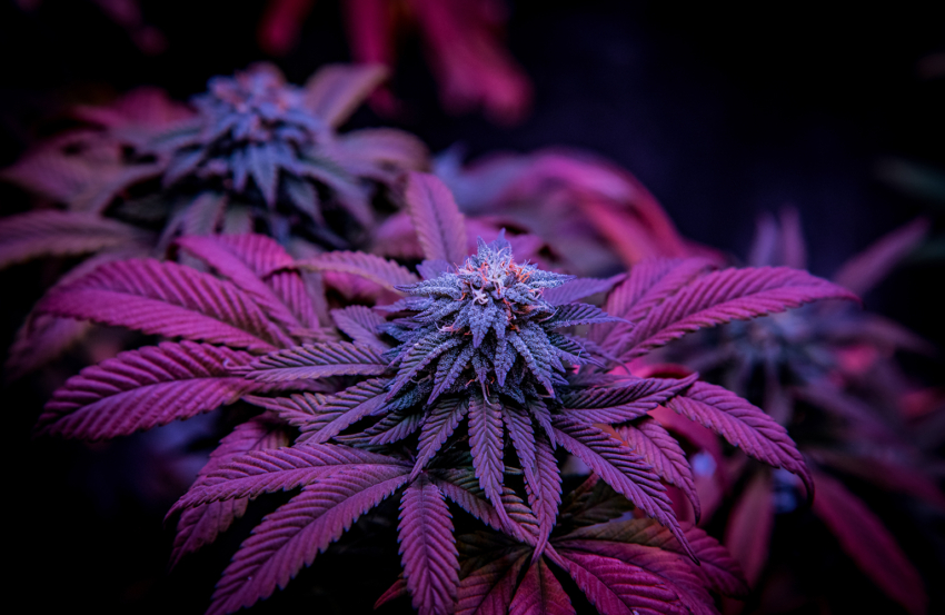 Was man über den Anbau von Cannabis Pflanzen wissen muss