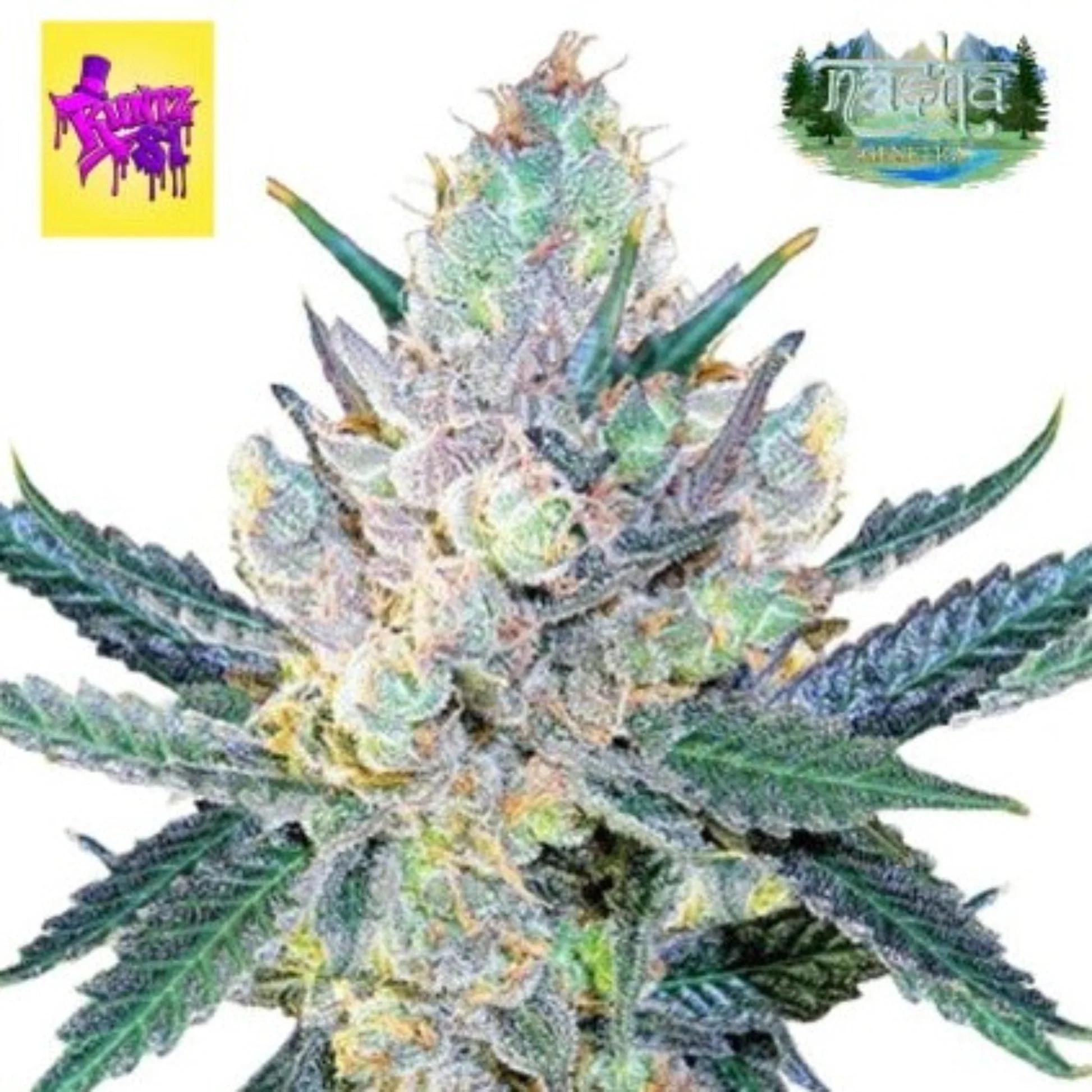 Nasha Genetics Runtz S1 Feminized Seeds 34317774717007