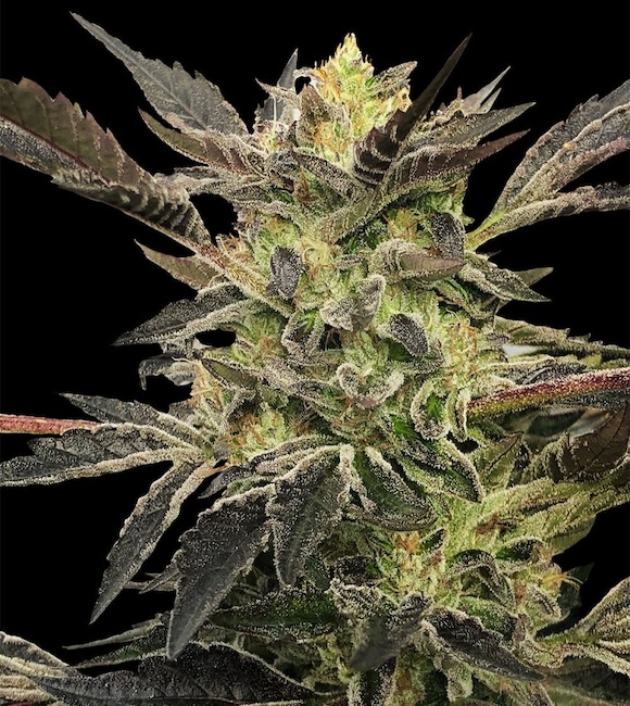 pink_sunset_auto