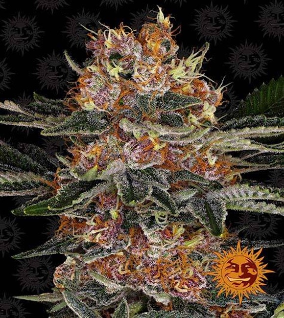 purple-punch-auto_circle_new_12_864925