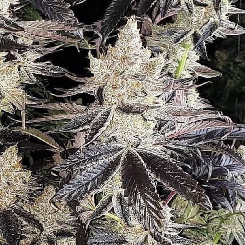 Cannabis seeds ETHOS COOKIES R2 x Ethos