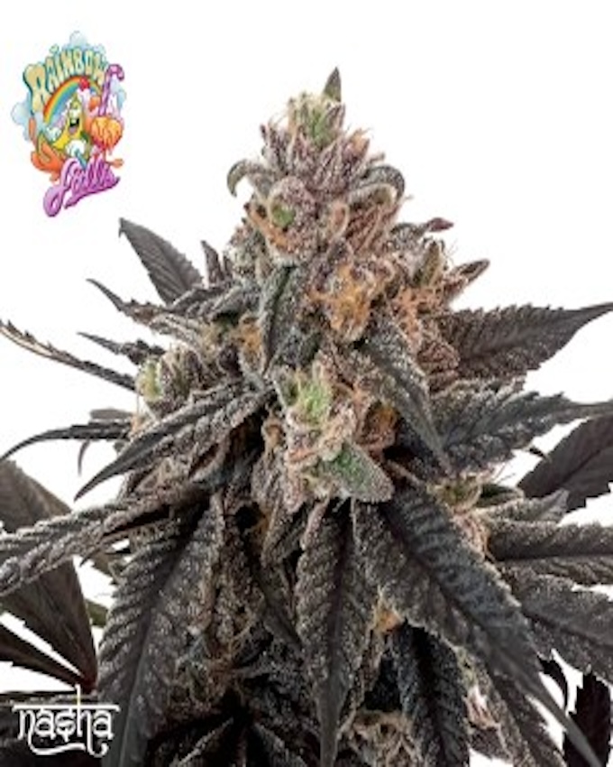 RAINBOW FALLS STRAIN