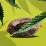 ONE SEED PROMO