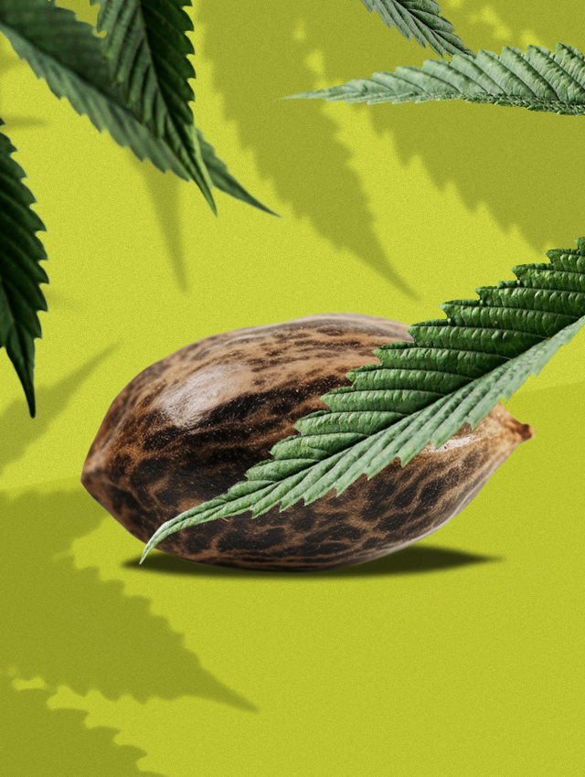 One Seed Promo