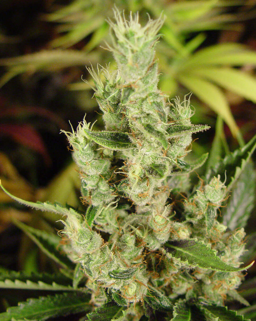 Amnesia Haze Soma