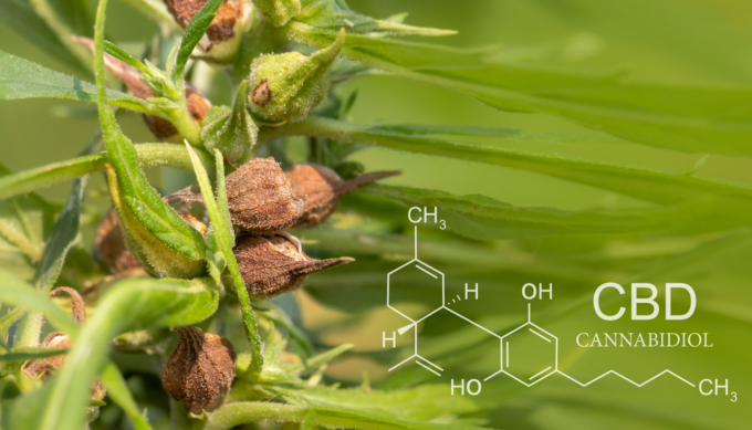 GROWING CANNABIS WITHOUT THC – A GUIDE TO WHAT ARE CBD SEEDS