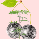 CHERRY GAR-SEE-YA R1 STECKLING