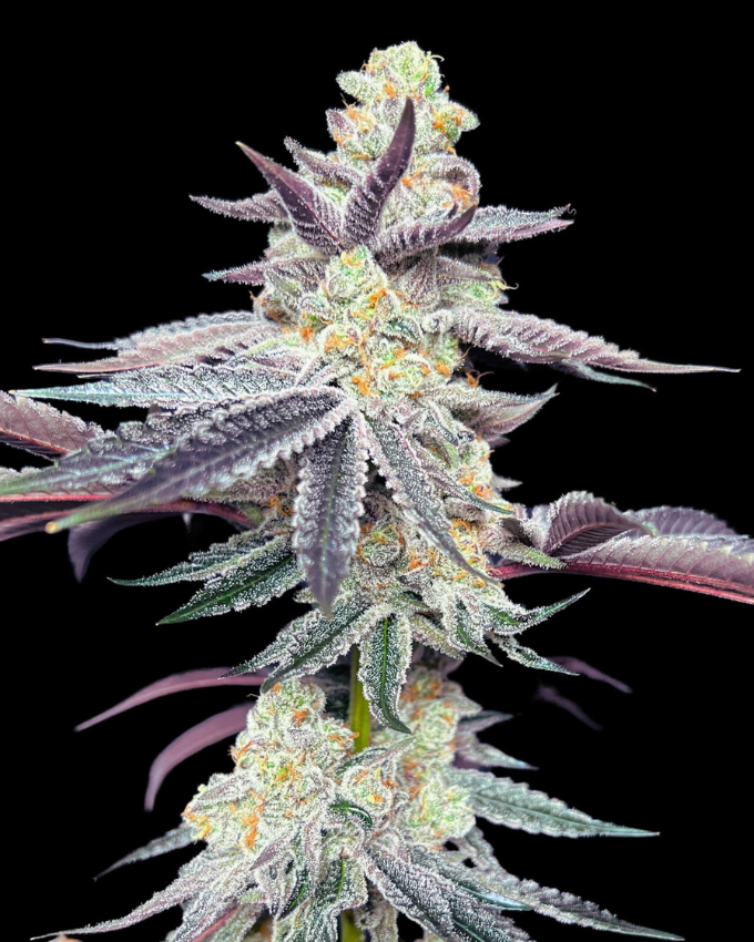 Apple Fritter Strain