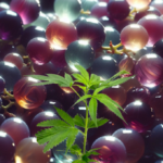 GRAPE VENOM STECKLING