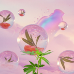 SAGE CBD 1:1 STECKLING