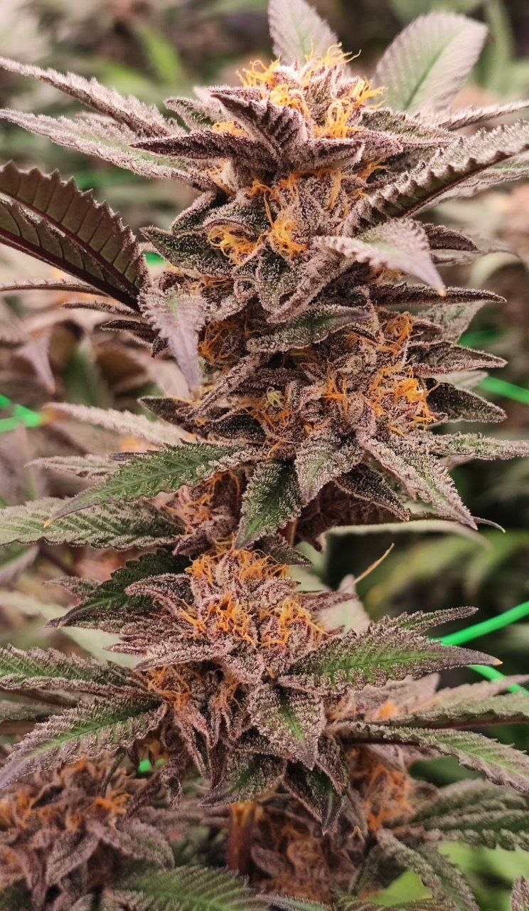 SOUR FRAISE STECKLING