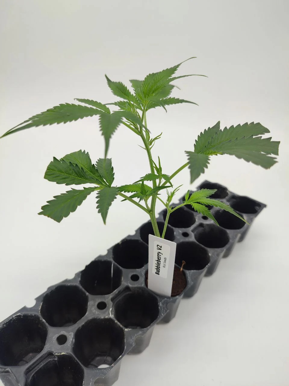 Bubble Berry Seedling