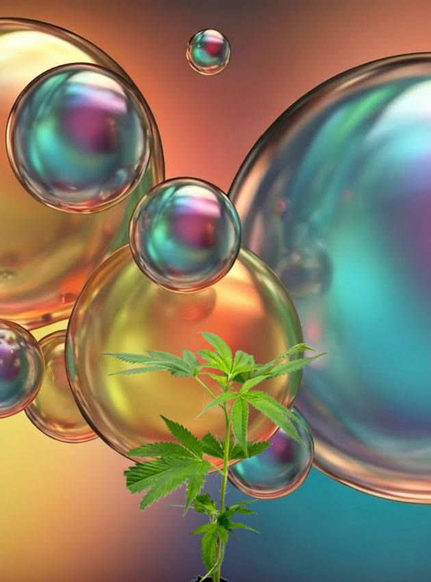 BUBBLEBERRY V2 STECKLING