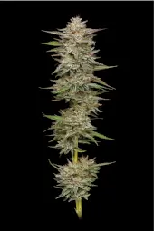 Banana Og 20777 20250304100947164513 