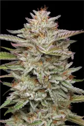 Banana Og 20777 20250304100947329223 