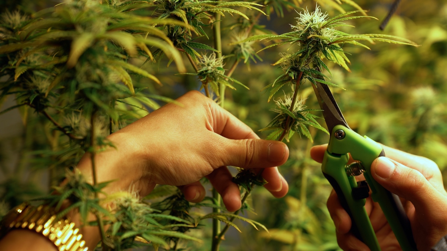 Cannabis,farmer,cutting,cannabis,plant,in,curative,indoor,cannabis,far