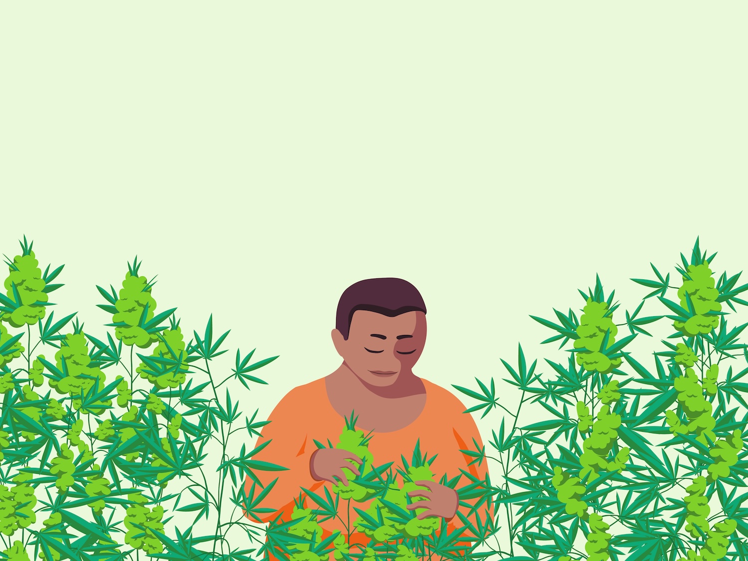 Black,woman,smiles,and,caring,for,garden.,plants.,cannabis,growth.