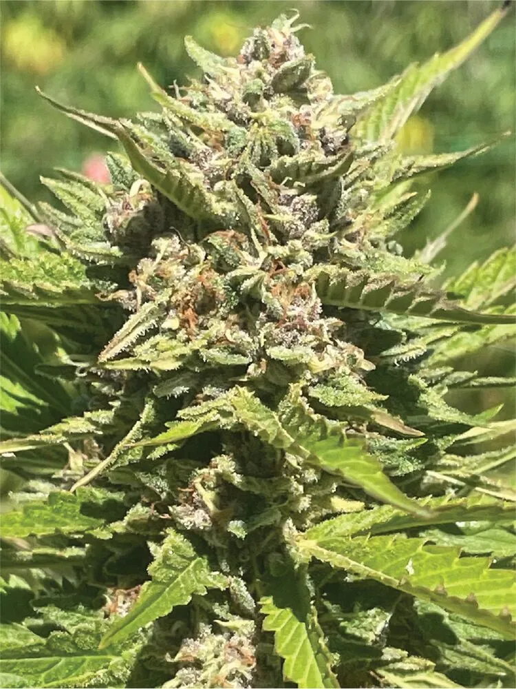 Banana Melt Fem2