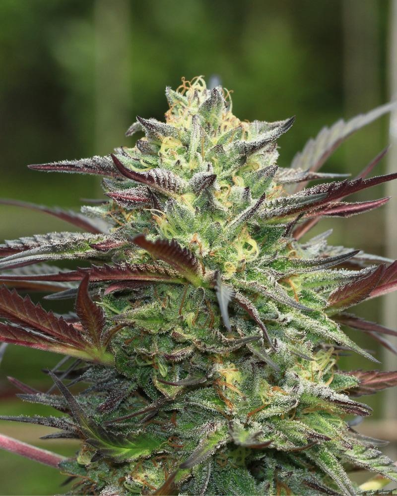 GirlScout Plant Humboldt