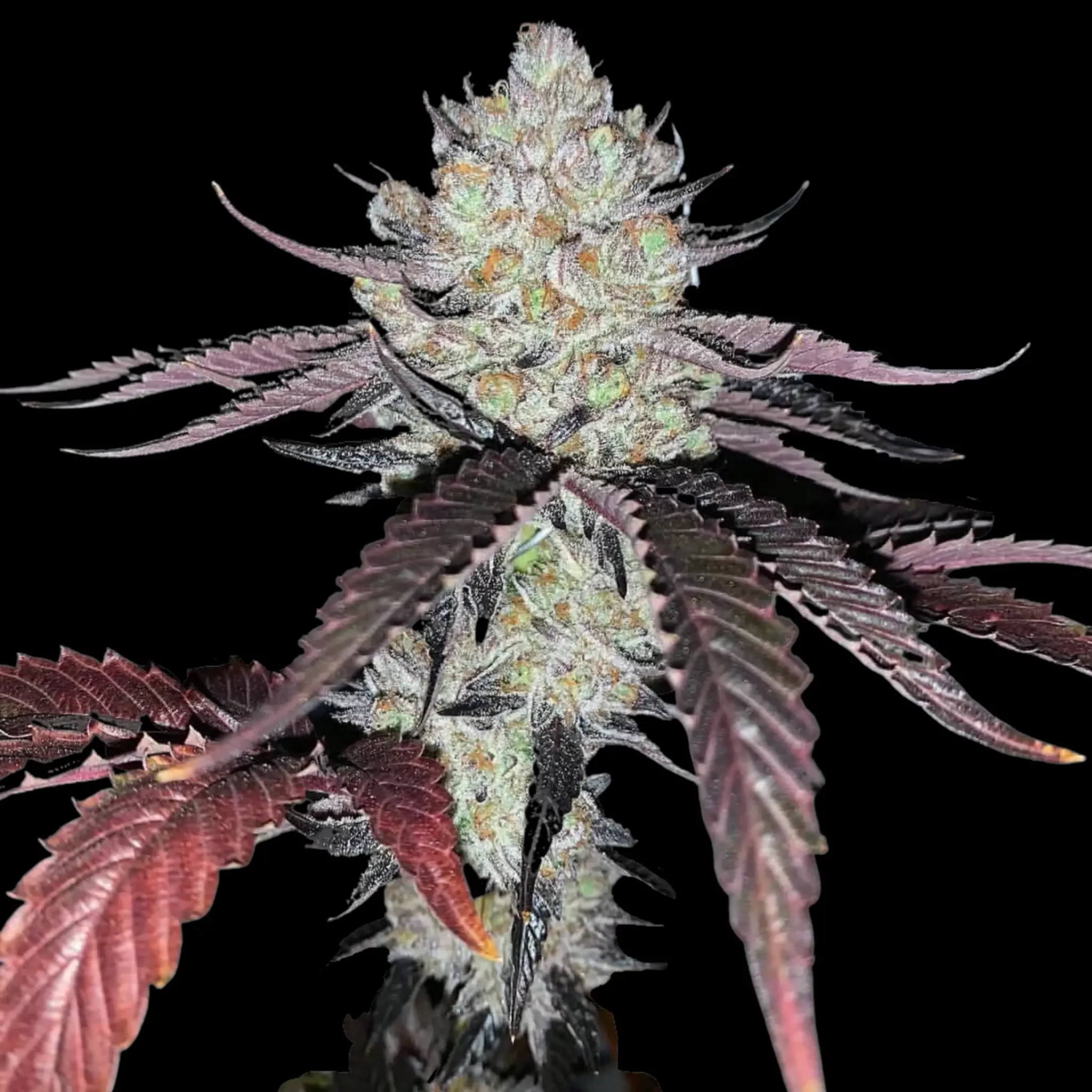 Marshmallow Og 01 2048x2048