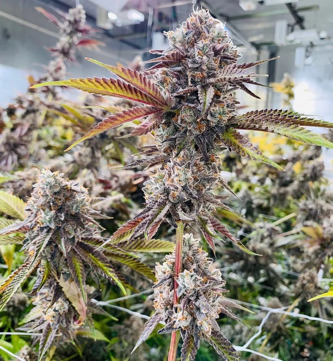 Marshmallow Og 2