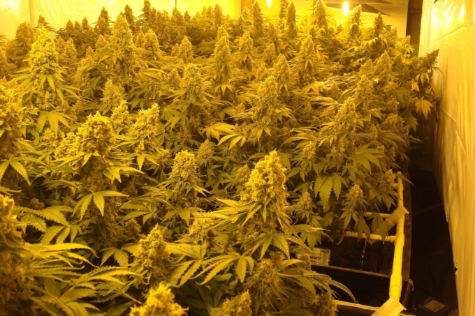 Sea of Green (SOG) – Anleitung Indoor-Cannabis-Anbau