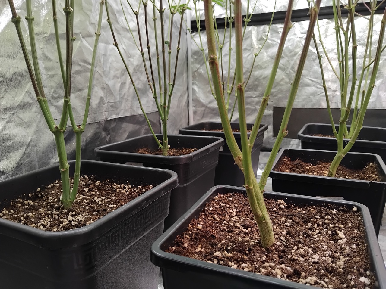 Grow below SCROG Net