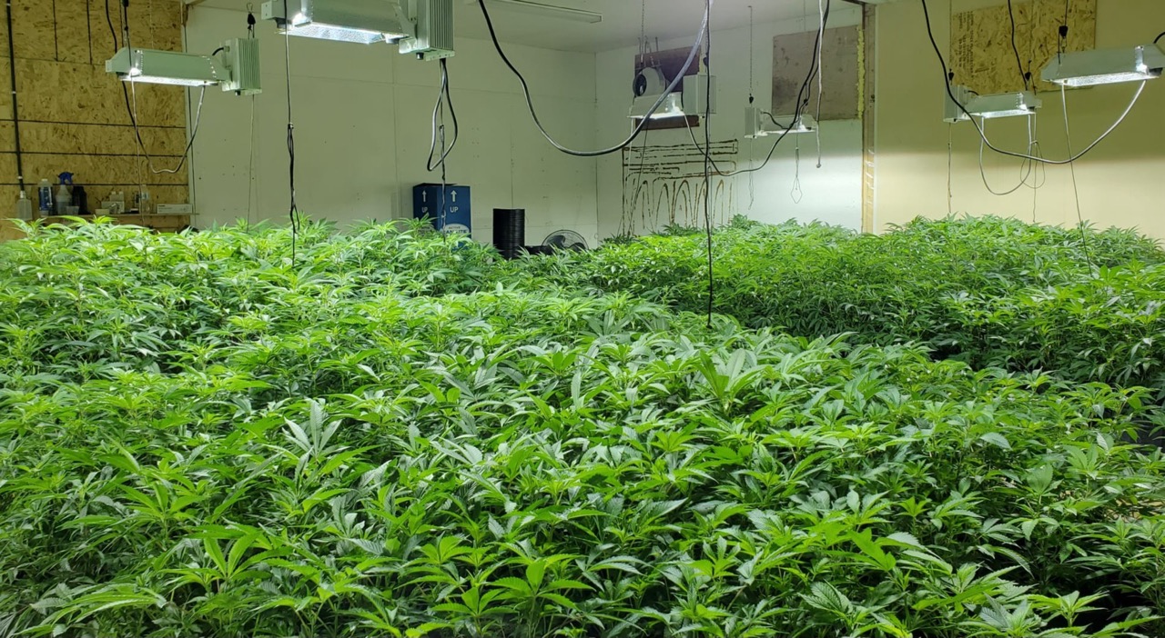 commercial growing strains