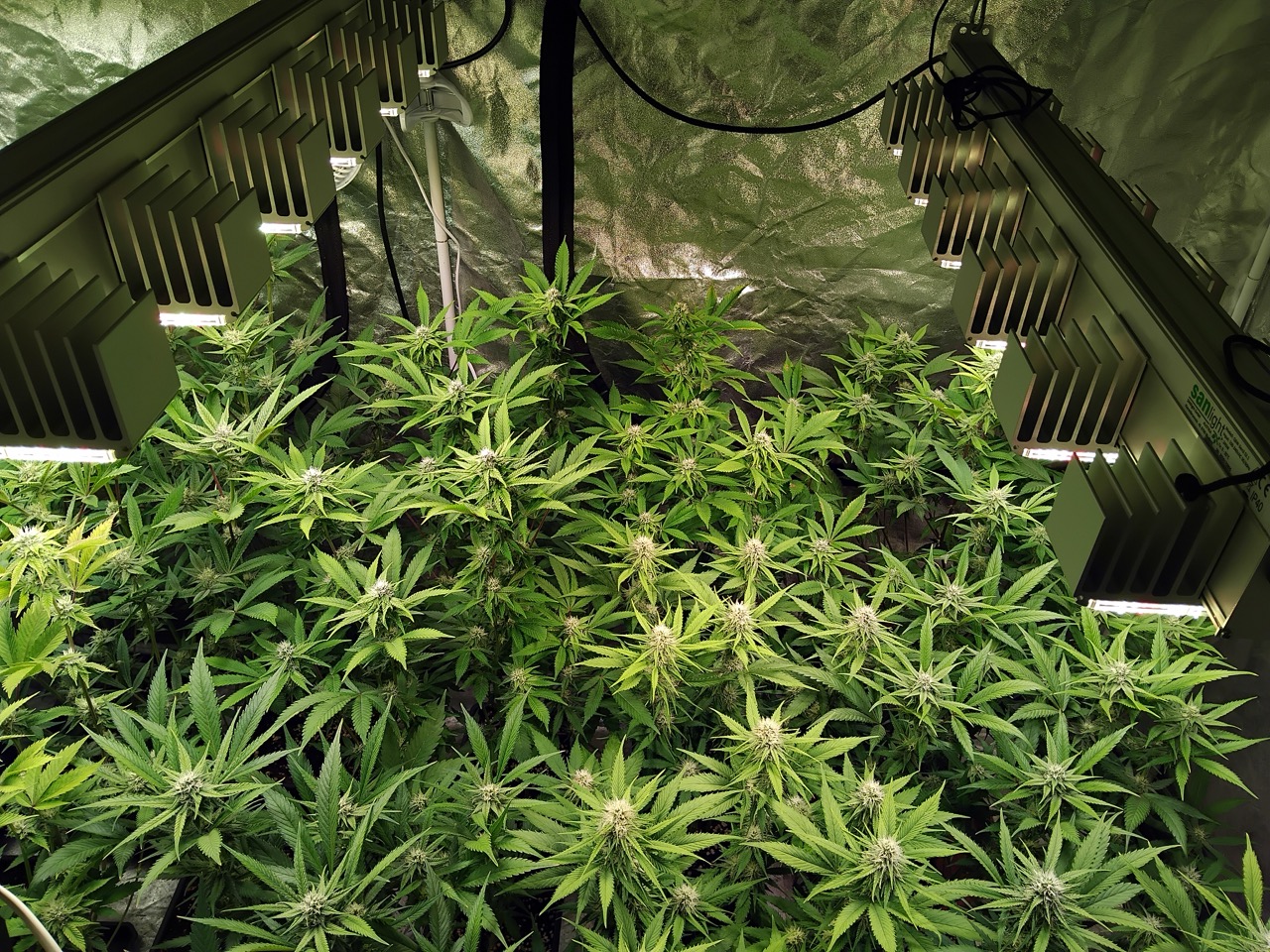 Photo 1 Sog Plants